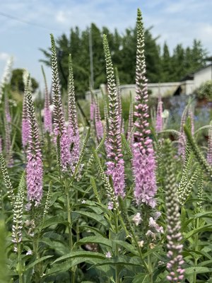 穗花婆婆纳粉色小淘气多年生室内外阳台庭院易种耐寒宿根花卉