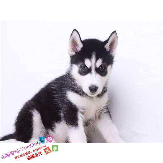 出售纯种蓝眼三把火哈士奇雪橇犬/二哈活体宠物狗狗阿拉斯加幼犬g
