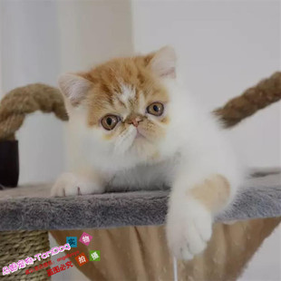 出售异国短毛猫纯种加菲猫宠物猫活体幼猫加菲猫大脸猫加菲幼猫g