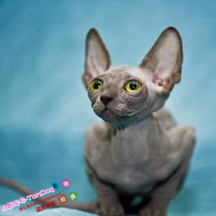 宠物猫猫活体出售家养小猫咪纯种无毛猫斯芬克斯美系无毛猫g