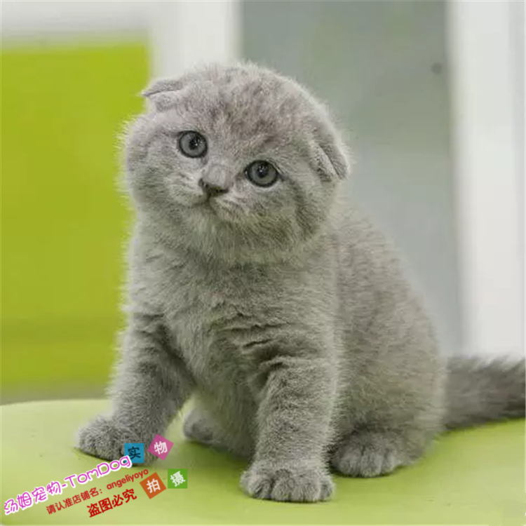 出售宠物幼猫活体纯种英国短毛猫英短蓝猫纯蓝小猫包子脸折耳猫e