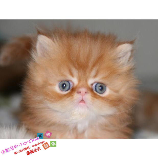 长毛波斯猫幼猫活体红虎斑波斯猫加菲猫短毛猫纯种波斯猫g
