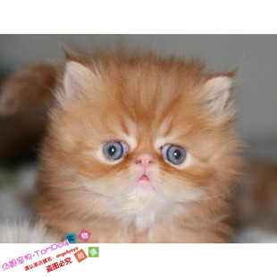 长毛波斯猫幼猫活体红虎斑波斯猫加菲猫短毛猫纯种波斯猫g