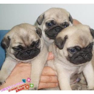 家养哈巴狗宠物犬纯种巴哥幼犬活体狗狗八哥犬支持支付宝血统纯g