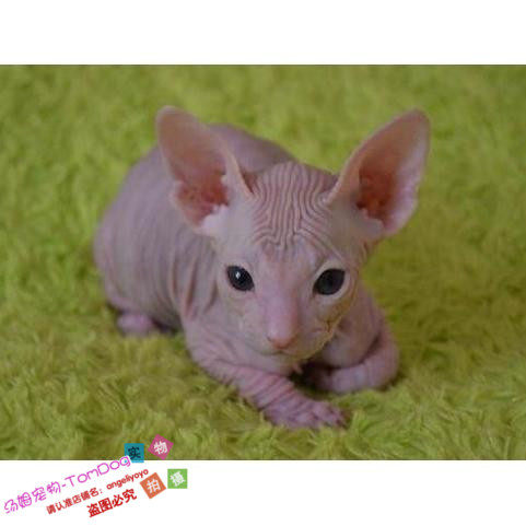 加拿大无毛猫幼猫斯芬克斯猫白皮鸳鸯眼无毛猫宠物猫活体小猫咪g