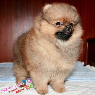 自家饲养有健康协议黄色博美犬幼犬狗狗保纯种健康g