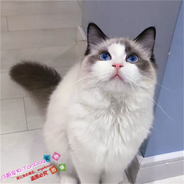 赛级蓝双布偶猫咪活体家养长毛猫宠物活体纯种蓝眼睛布偶猫幼猫g