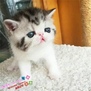 纯种家养活体宠物/加菲猫幼猫/异国短毛猫银虎斑加白八字脸g