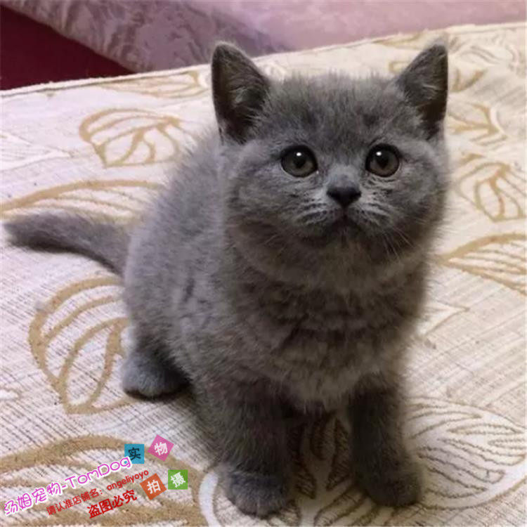 家养出售英短蓝猫英国短毛猫蓝猫幼猫纯种蓝猫宠物猫活体g,宠物/宠物食品及用品,猫咪,淘宝优惠券,粉丝福利购,淘宝优惠卷