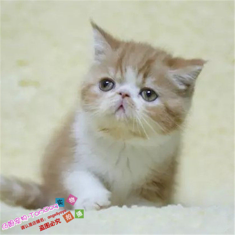 CFA注册猫舍加菲猫幼猫宠物猫异国短毛猫纯种家养活体幼猫幼崽g