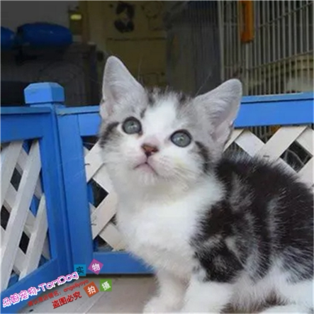 家养美国短毛猫宠物猫咪纯种美短加白起司立耳折耳活体幼猫幼崽e