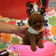 纯种活体泰迪犬玩具型贵宾犬红棕色宠物狗狗泰迪幼犬包健康g