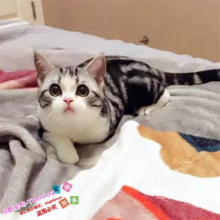 赛级出售美国短毛猫美短银虎斑加白纯种家养幼猫宠物猫活体g