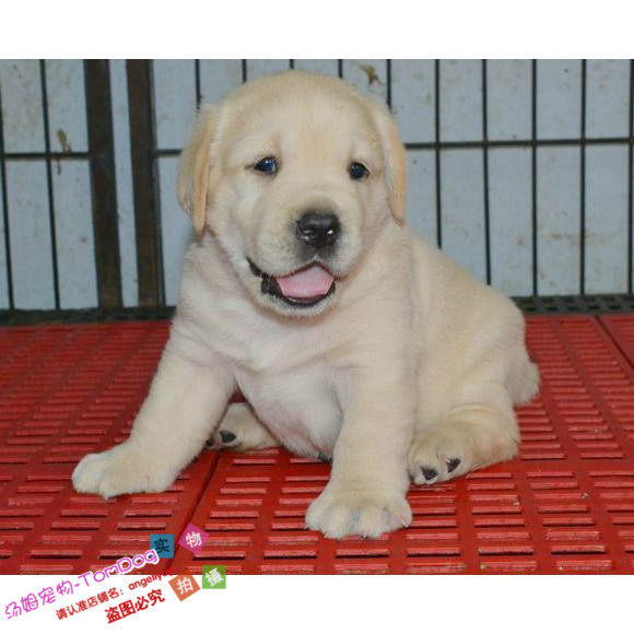 纯种拉布拉多幼犬乳白色宠物狗狗公母都有数只可挑支持支付宝o