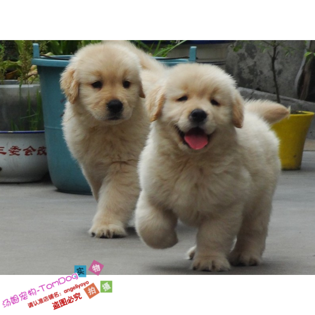 纯种金毛犬幼犬美系金毛犬活体宠物狗幼犬金毛巡回犬家养出售g