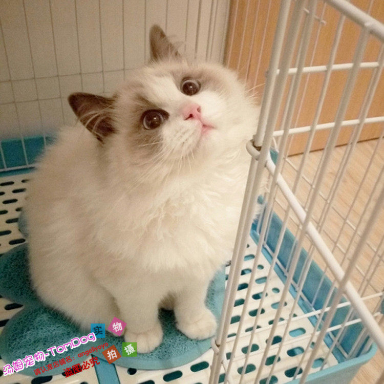 赛级美国布偶猫幼猫活体蓝海豹山猫双色公母小猫咪活体宠物纯种g,宠物/宠物食品及用品,猫咪,淘宝优惠券,粉丝福利购,淘宝优惠卷