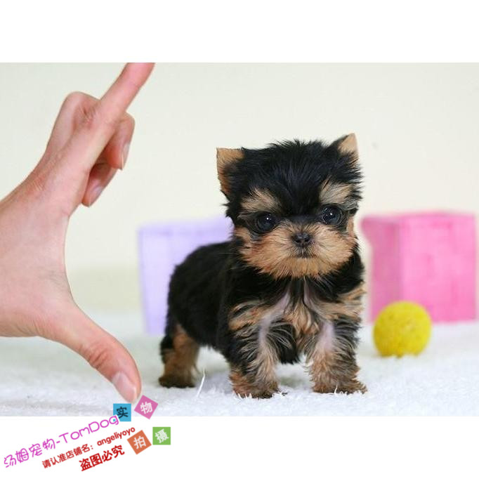 纯种幼犬茶杯约克夏梗