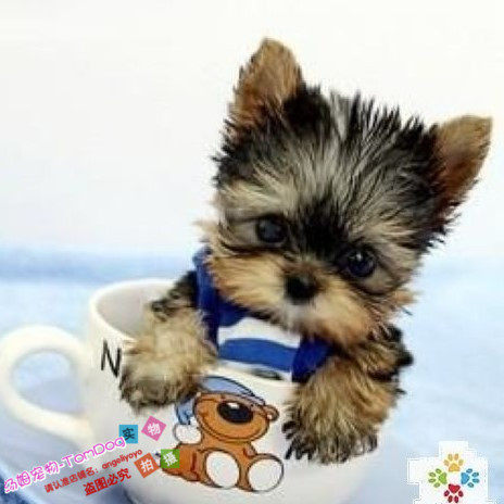 直销家养约克夏幼犬约克夏梗犬幼犬宠物狗小狗杯子狗g,宠物/宠物食品及用品,狗狗,淘宝优惠券,粉丝福利购,淘宝优惠卷