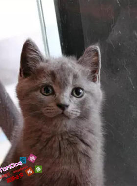 出售活体宠物猫英国短毛猫幼猫英短蓝猫纯种家养折耳蓝猫活体g