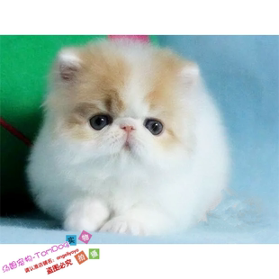 赛级波斯猫宠物猫异国长毛猫家养纯种波斯猫幼猫活体加菲猫公猫g