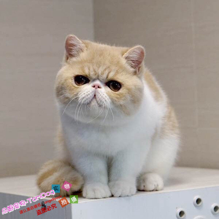 赛级加菲猫宠物猫活体异国短毛幼猫水滴眼包子脸乳白梵文小猫g