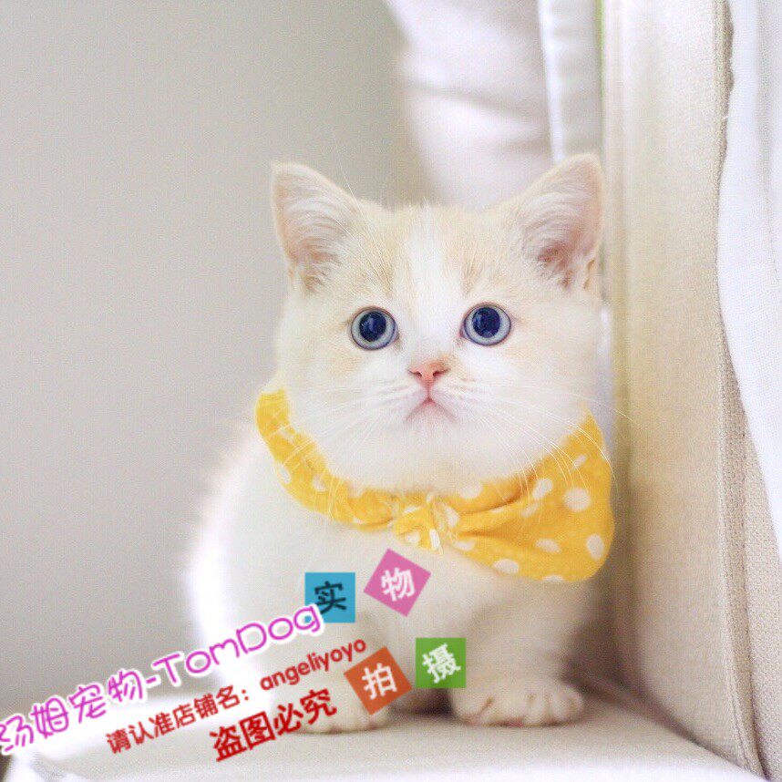 曼基康矮脚猫拿破仑小短腿猫咪幼崽宠物活体幼猫小奶猫纯种短毛g
