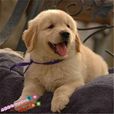 家养金毛犬纯种幼犬活体巡回猎犬导盲犬宠物狗狗赛级支持支付宝g,宠物/宠物食品及用品,狗狗,淘宝优惠券,粉丝福利购,淘宝优惠卷