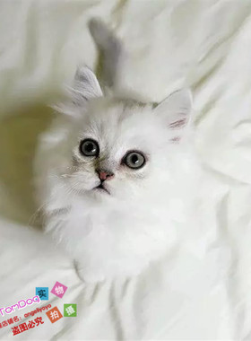 出售金吉拉幼猫纯种家养银渐层长毛绿眼宠物猫活体猫咪血统纯正g