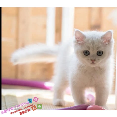 英短银渐层英国短毛猫美国短毛猫幼猫纯种立耳渐层猫宠物猫活体e
