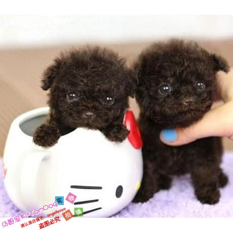 上海出售纯种泰迪犬袖珍迷你茶杯犬长不大泰迪幼犬泰迪狗宠物狗g