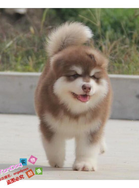 纯种活体巨型阿拉斯加雪橇犬幼犬烟灰色桃脸熊版巨大阿拉斯加g2g