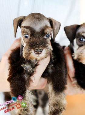 纯种雪纳瑞进口迷你雪纳瑞幼犬赛级雪纳瑞雪纳瑞幼犬宠物狗L9g