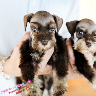 纯种雪纳瑞进口迷你雪纳瑞幼犬赛级雪纳瑞雪纳瑞幼犬宠物狗L9g