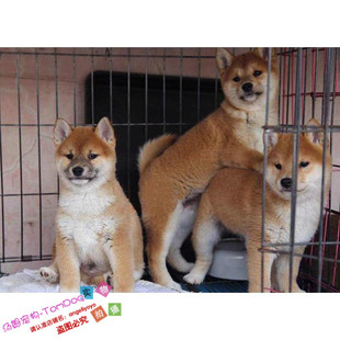 纯种日本柴犬纯种幼犬小型犬城市家养温顺呆萌赤色棕色豆柴g