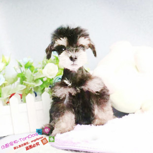 纯种雪纳瑞进口迷你雪纳瑞幼犬赛级雪纳瑞雪纳瑞幼犬宠物狗g