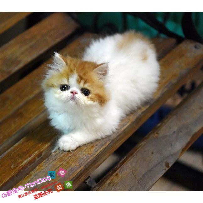 赛级加菲猫宠物纯种血统幼猫妹妹异国短毛猫红白净梵加菲猫活体o