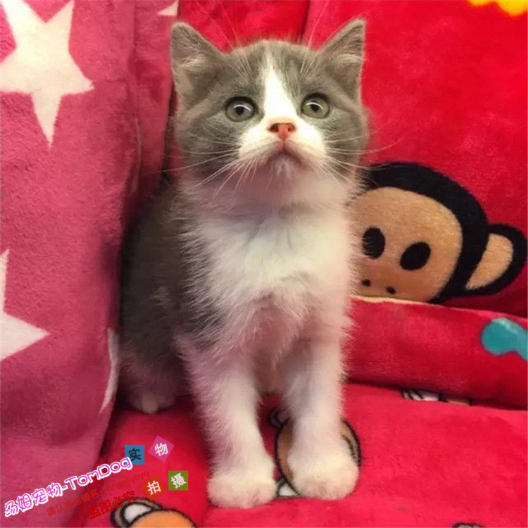 出售英短蓝白宠物猫幼猫纯种英国短毛猫蓝猫幼崽活体正八粉鼻头g