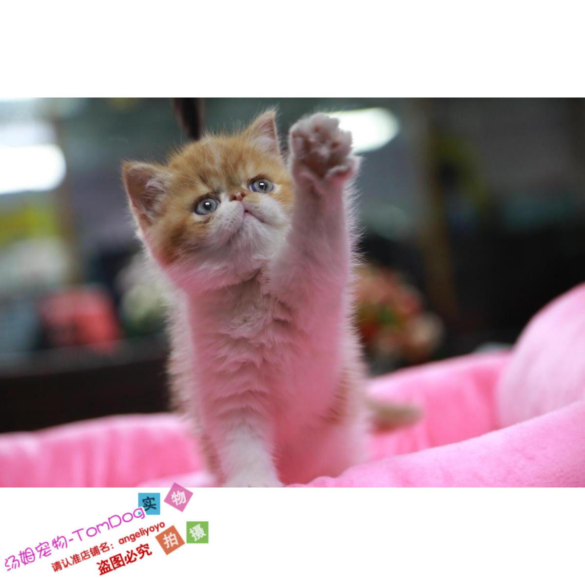 纯种宠物猫加菲猫幼猫活体异国短毛猫活体纯种家养净梵加菲猫o