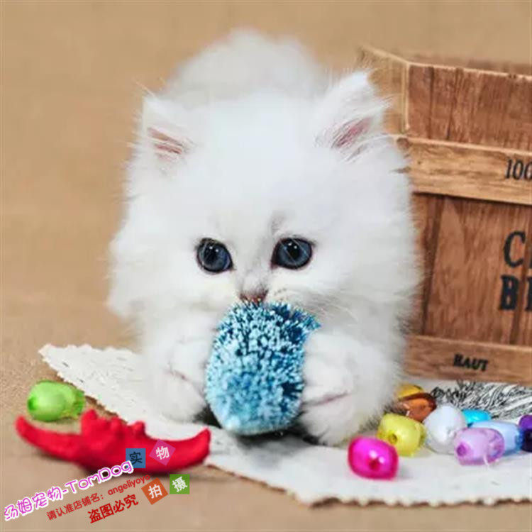 CFA赛级出售长毛猫纯种家养银渐层金吉拉幼猫宠物猫活体猫咪g,宠物/宠物食品及用品,猫咪,淘宝优惠券,粉丝福利购,淘宝优惠卷