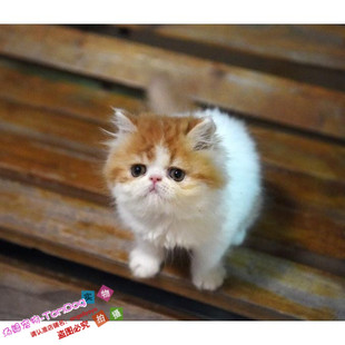 赛级宠物猫咪活体家养折耳猫波斯猫加菲猫布偶猫幼猫纯种猫g