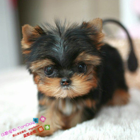 茶杯犬纯种约克夏约克夏幼犬赛级约克夏小体约克夏幼犬Lg