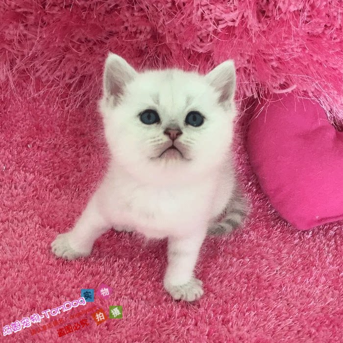 英国短毛猫英短银渐层浅色可爱纯种活体幼猫公母宠物小猫咪包邮g