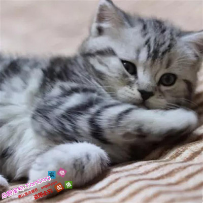 银虎斑活体美短苏格兰折耳猫