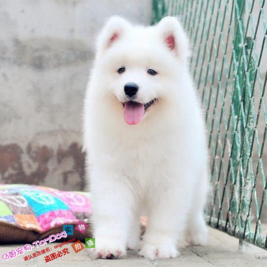 出售宠物狗狗纯种微笑天使萨摩耶雪橇犬幼犬活体双血统纯正赛级g