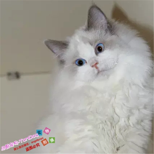 美国布偶猫CFA血统纯种猫活体海豹手套色弟弟蓝眼布偶猫幼猫公g