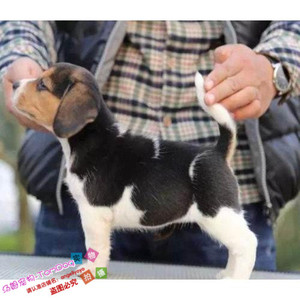 双皇冠出售纯种赛级比格犬幼犬宠物狗活体比格幼犬米格鲁幼犬g