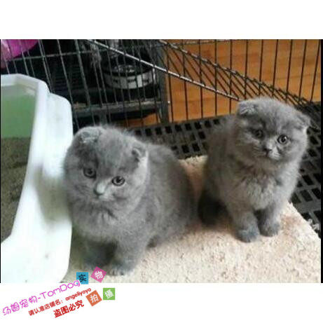 CFA注册猫舍英国短毛猫英短蓝猫幼猫蓝猫折耳立耳上海本地自提g,宠物/宠物食品及用品,猫咪,淘宝优惠券,粉丝福利购,淘宝优惠卷