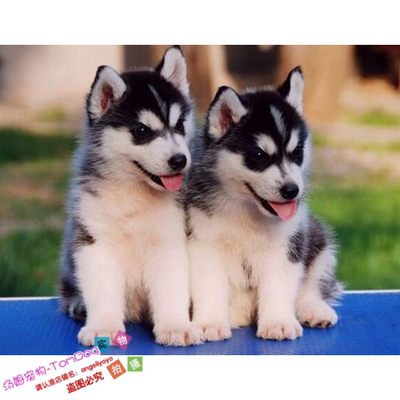 哈士奇出售活体西伯利亚雪橇犬