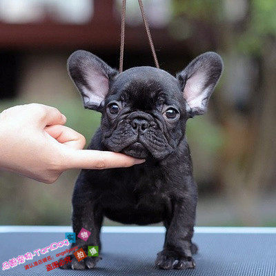 纯种赛级黑虎斑法国斗牛犬幼犬法斗法牛狗狗肥嘟嘟黑虎斑进口g