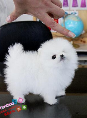 纯白色博美犬纯种茶杯博美日本俊介袖珍球体博美幼犬狗78g